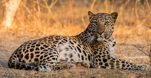 Wildlife and National Parks